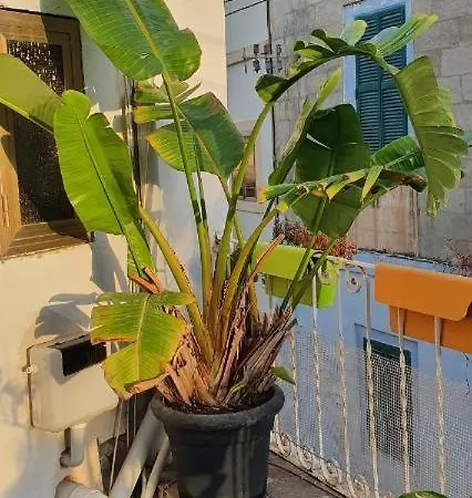 Apartamento Sunshell Luxury *