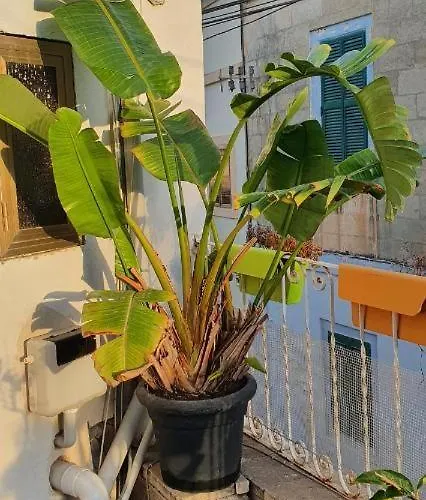 公寓 Sunshell Luxury *